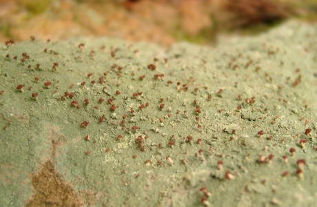 Braune Köpfchenflechte (Baeomyces rufus) - © Emanuel Trummer